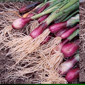 Unbranded Spring Onion Lilia Seeds