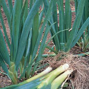 Unbranded Spring Onion Shimonita Seeds