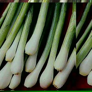 Very quick growing salad onions. Sow in succession for a continuous crop all spring  summer and autu