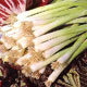 Unbranded Spring Onion Winter White Bunching Seeds
