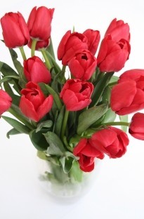 Unbranded Spring Special - 20 Tulips