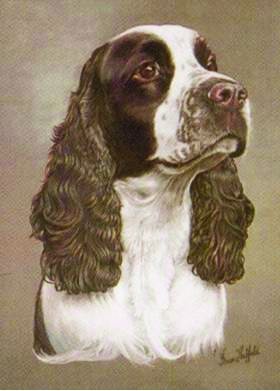 Springer Spaniel Clock