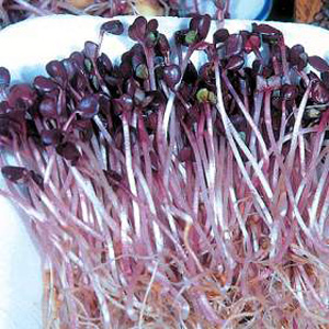 Unbranded Sprouting Seeds - Radish Sango