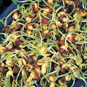 With a distinctive sweet  nutty flavour Adzuki Beans are ideal for stir-fries. Easy to sprout in a w