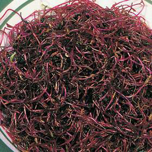 With its mild beetroot taste  the Beet is ideal to enhance a mixed salad. Easy to sprout in a warm p