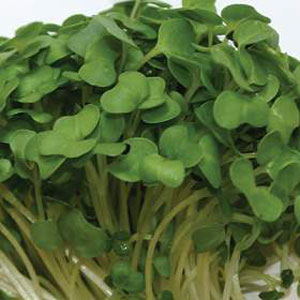 Unbranded Sprouting Seeds Broccoli