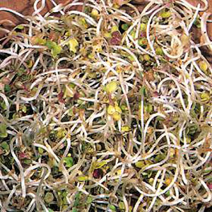 Unbranded Sprouting Seeds Mustard White