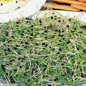 Unbranded Sprouting Seeds Onion