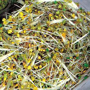 Unbranded Sprouting Seeds Rocket