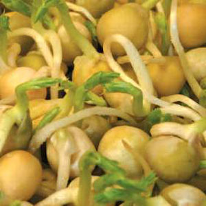 Unbranded Sprouting Seeds Snow Peas