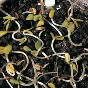 Unbranded Sprouting Seeds Sunflower