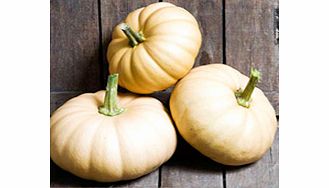 Unbranded Squash Autumn Crown F1 Seeds