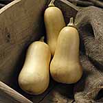 Unbranded Squash Cobnut F1 Seeds 438703.htm