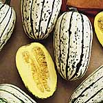 Unbranded Squash Cornells Bush Delicata Seeds 438853.htm