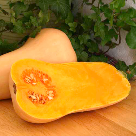 Unbranded Squash Grafted Hunter Plants Pack of 3 Pot Ready