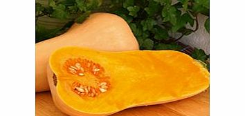 Unbranded Squash Grafted Plants - Hunter