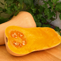 Unbranded Squash Seeds - Hunter F1