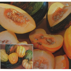 Unbranded Squash Winter High Sugar Mixed F1 Hybrid Seeds
