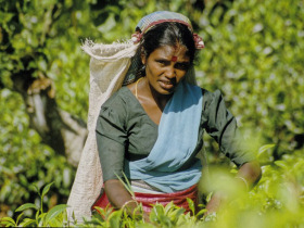 Unbranded Sri Lanka family holiday with monkey conservation