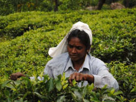 Unbranded Sri Lanka family holiday