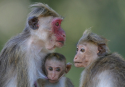 Unbranded Sri Lanka luxury holiday