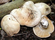 Unbranded St George` Day mushrooms, wild, 1kg