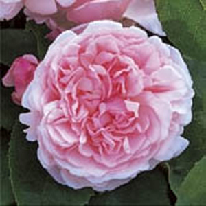 Unbranded St Swithun Climbing Rose (pre-order now)