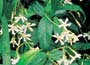 Star Jasmine