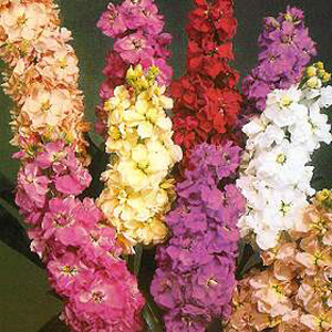 Unbranded Stocks Giant Perfection Mixed Seeds