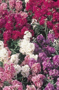 Unbranded Stocks Winter Flowering x 50 plants   16 FREE