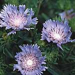 Unbranded Stokesia Laevis Seeds 428532.htm