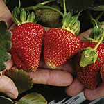 Unbranded Strawberry Albion