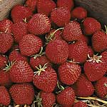 Unbranded Strawberry Cambridge Favourite