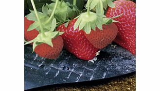 This micro-perforated polyethylene Strawberry Mulch Film provides the ideal conditions for the growth of strawberry plants to produce a bumper crop of top quality fruit! It prevents weeds and makes plants easier to maintain and keep clean  keeps the 