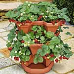 Unbranded Strawberry Patio Kit 453249.htm
