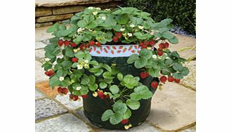 Unbranded Strawberry Patio Kit