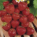 Unbranded Strawberry Perfection 462507.htm