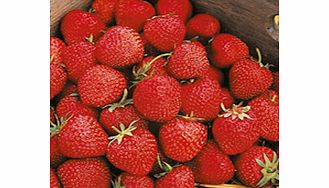 Unbranded Strawberry Plants - Cambridge Favourite