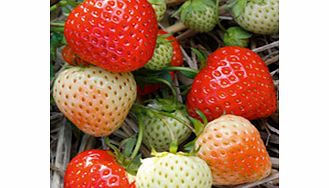 Unbranded Strawberry Plants - Continuity Collection