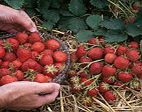 Unbranded Strawberry Plants - Elsanta