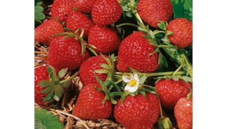 Unbranded Strawberry Plants - Florence
