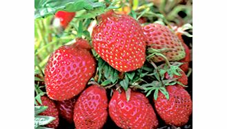 Unbranded Strawberry Plants - Gariguette