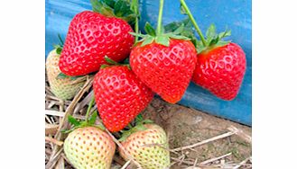 Unbranded Strawberry Plants - Malling Centenary