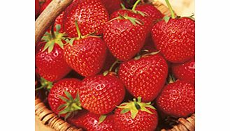 Unbranded Strawberry Plants - Malling Opal