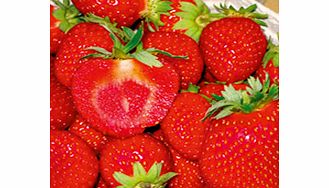 Unbranded Strawberry Plants - Malwina