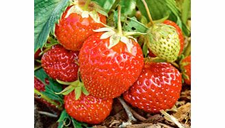 Unbranded Strawberry Plants - Manille