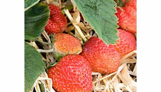 Unbranded Strawberry Plants - Royal Sovereign