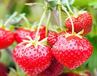 Unbranded Strawberry Plants - Sonata