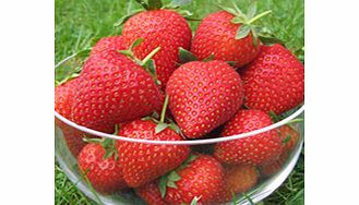 Unbranded Strawberry Plants - Vibrant