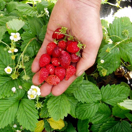 Unbranded Strawberry Regina Average Seeds 530
